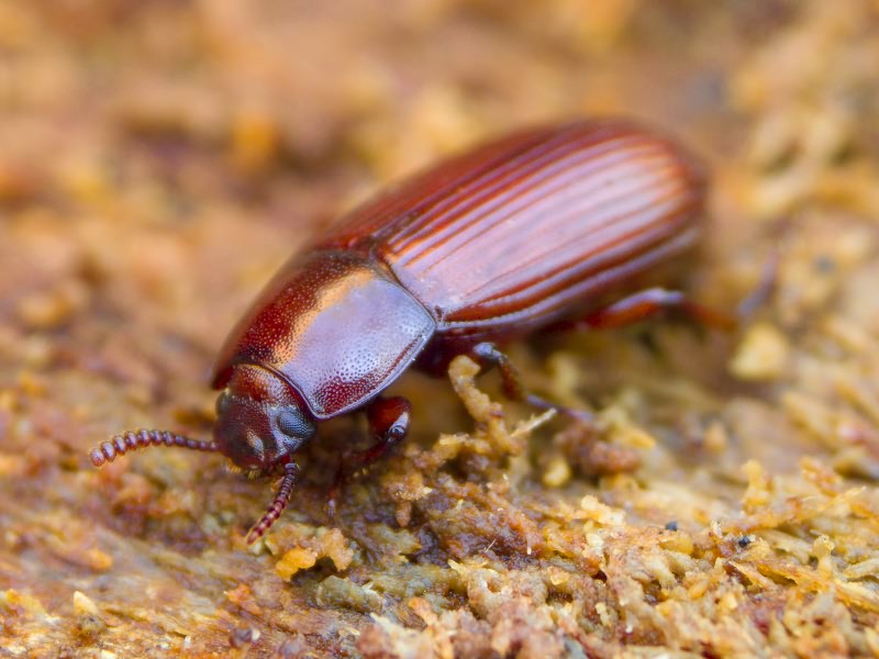 Uloma culinaris (Linnaeus, 1758)
